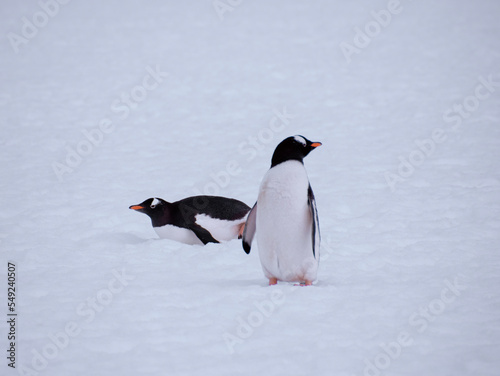 Two Gentoo penguins are hanging out on the snow-covered rocks of Antarctica. 