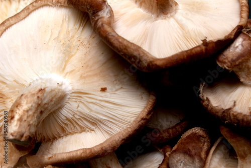 group of shiitake mushrooms, shitake texture, mushroom ingredients 