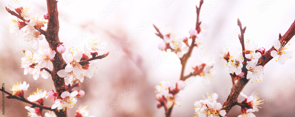 Cherry plum blossoms. Pink cherry plum blossoms on a tree Cherry plum blossoms. Pink cherry plum blossoms on a tree