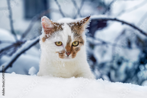 White spotted cat in the winter garden. Cat in the snow