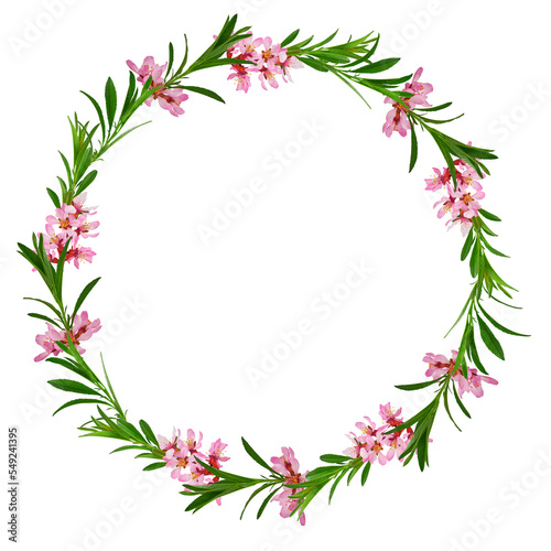 floral wreath of branches of flowering almonds with leaves, isolated 