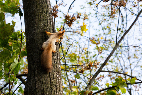 A red squirrel climbs high on a tree with orange foliage and looks towards the sunset on an autumn evening. © Y.Zakreuski