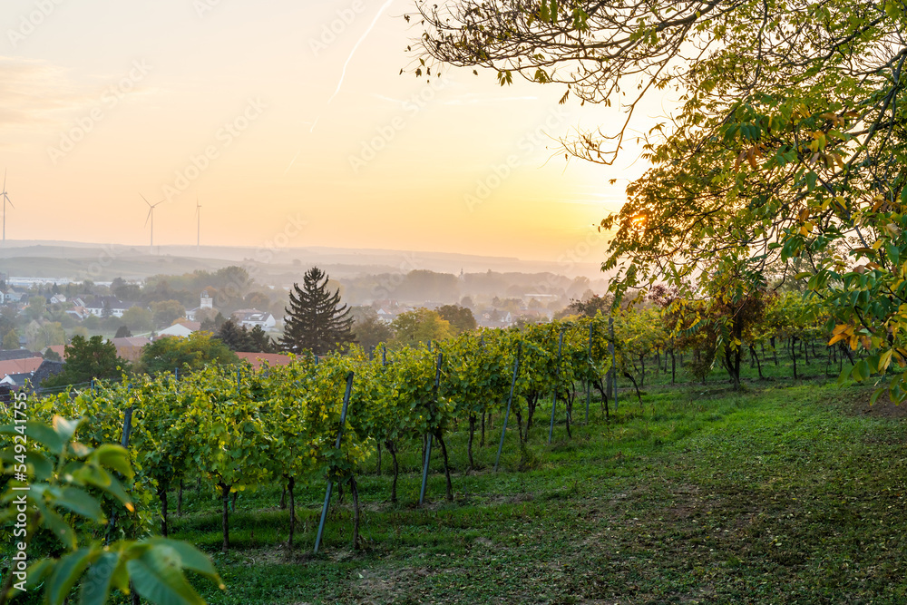 Vineyards for wine production after harvest near a road through fields in Europe in Austria during sunset.