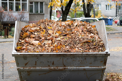 A huge metal dumpster filled with dull fallen leaves stands in a courtyard in the city.