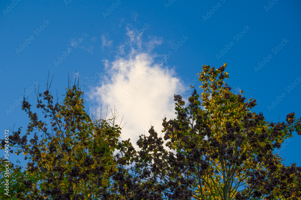 White cloud in blue sky between two trees