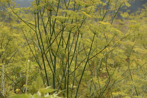 Wallpaper Mural blühendes Feld mit Dill und Sonnenblumen Torontodigital.ca