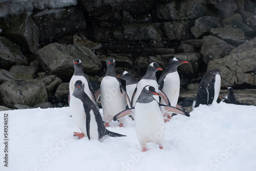 Gentoo Penguins on snow-covered Petermann Island in Antarctica.  With a rocky wall in the background.  photo