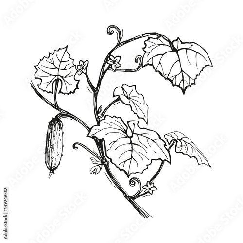 Cucumber sketch. Hand drawn vector illustration. Cucumber plant with cucumber, leaves and flowers.
Isolated on white background.