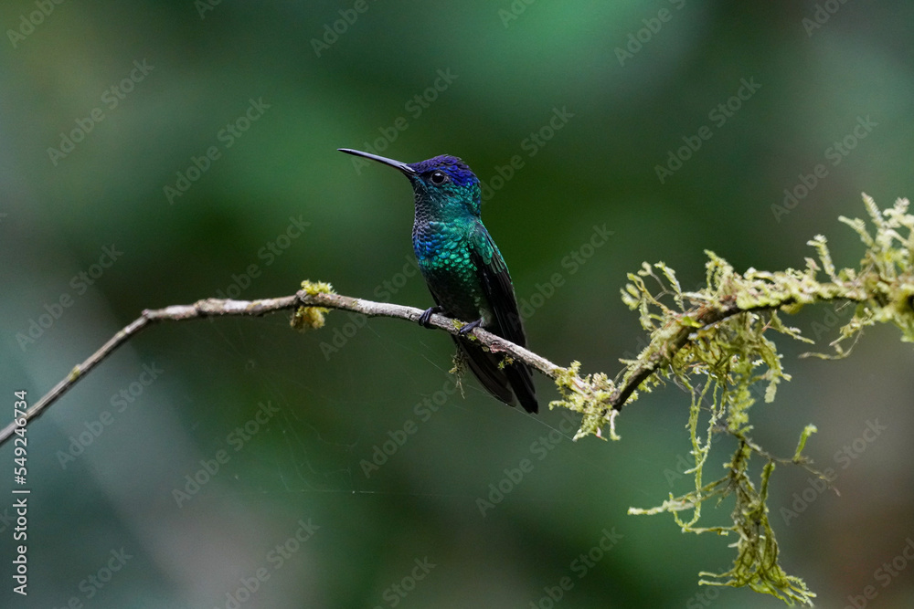 Kolibri sitzt auf einem Ast