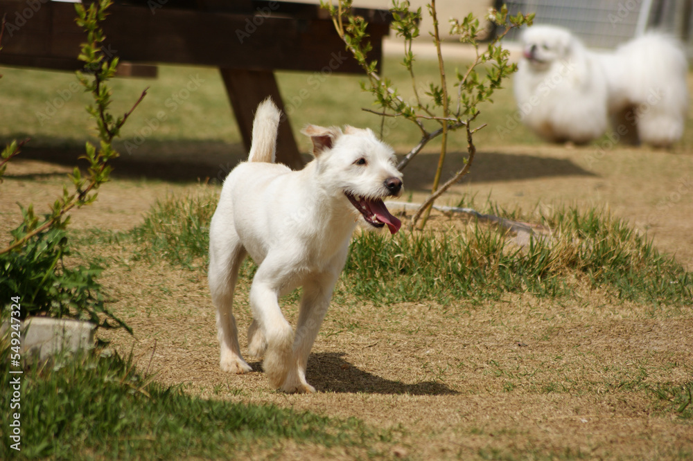 A white mongrel dog is playing in the dirt yard. A white mongrel dog is playing in the dirt yard.