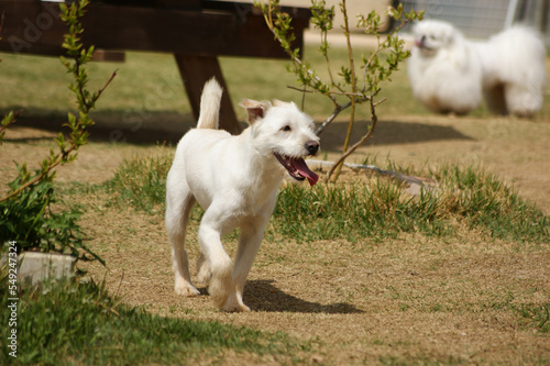 A white mongrel dog is playing in the dirt yard.