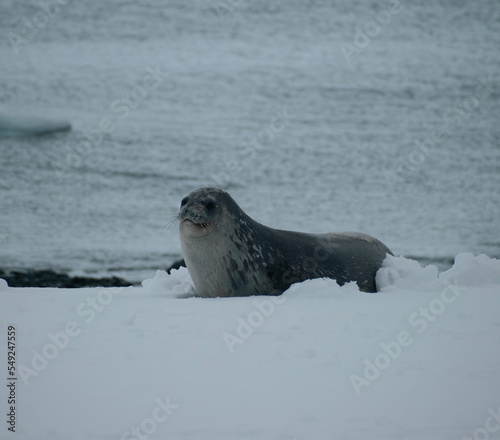 Weddell seal relaxing in the Sumer snow. This is Mikkelsen Harbour, Trinity Island, part of the Palmer Archipelago, Antarctica.