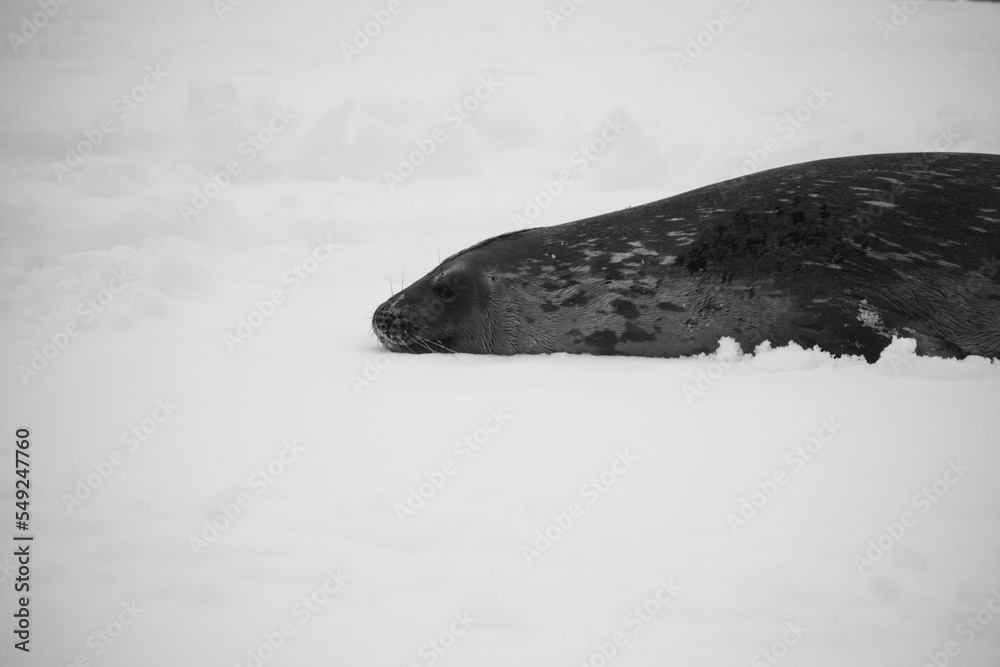 Obraz premium Weddell seal relaxing in the Sumer snow. This is Mikkelsen Harbour, Trinity Island, part of the Palmer Archipelago, Antarctica.