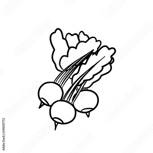 Vector isolated colorless black line radish. Organic vegetable food illustration for salat