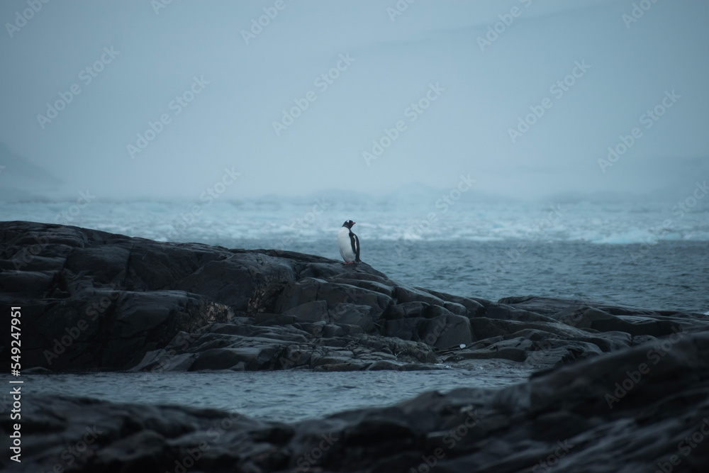 A kelp gull perched on a dark rock outcrop with snowy antarctic background. 