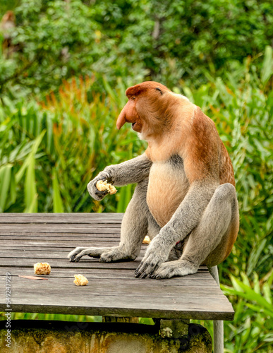 Cute proboscis monkey sitting on the bench eating.  Greenery around. Borneo jungles, Malaysia