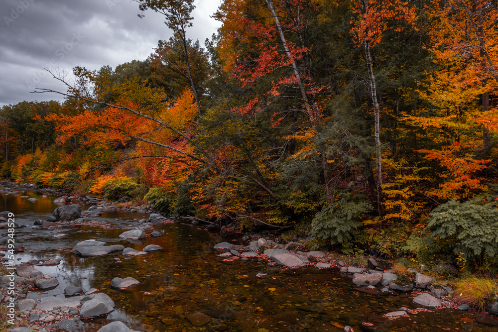 autumn in the forest