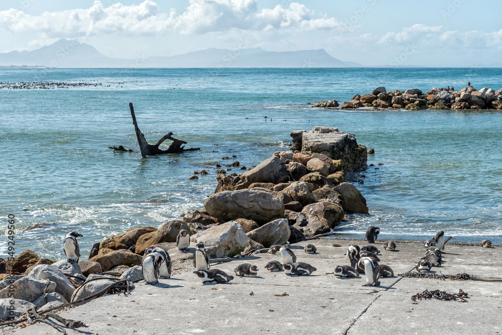African Penguins at Stony Point Nature Reserve in Bettys Bay