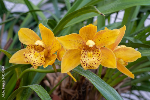 Closeup view of colorful yellow and brown flowers of cymbidium terrestrial orchid hybrid blooming outdoors in garden