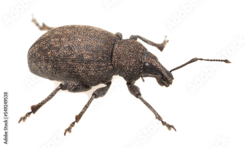 Alfalfa snout beetle, Otiorhynchus ligustici isolated on white background, macro photo