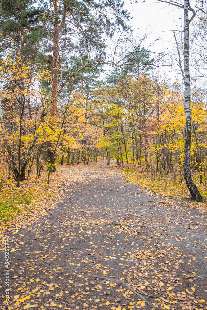Autumn forest scenery with road of fall leaves & warm light illu Autumn forest scenery with road of fall leaves & warm light illu