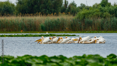 A pelican in the wilderness of the Danube Delta in Romania	