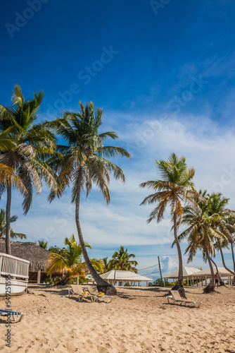 Caribbean beach with a lot of palms and white sand  Dominican Republic. Sunny warm day at the sea under palm trees. Sun loungers under palm trees