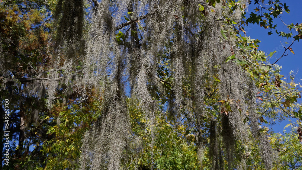 Obraz premium Caddo Lake State Park in Texas with its amazing vegetation and landscape - travel photography