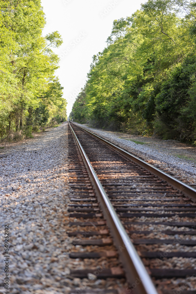 railroad tracks in the forest