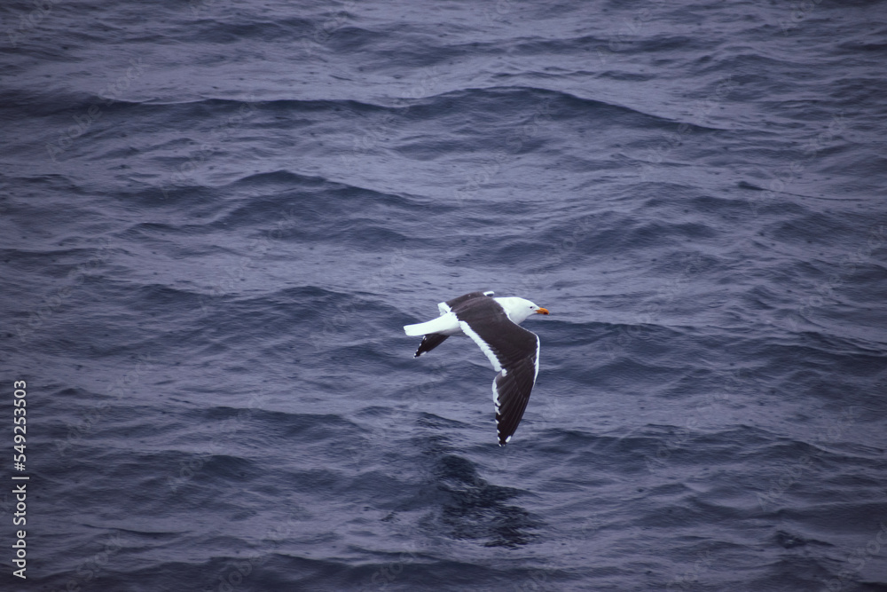 Looking down at the Kelp Gull flying over the Antarctica Ocean. Looking down at the Kelp Gull flying over the Antarctica Ocean.