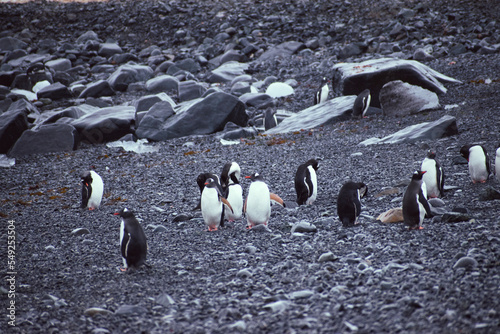 Gentoo and Chinstrap Penguins on the rocky beach of Deception Island, in the south Shetland Islands, Antarctica. 