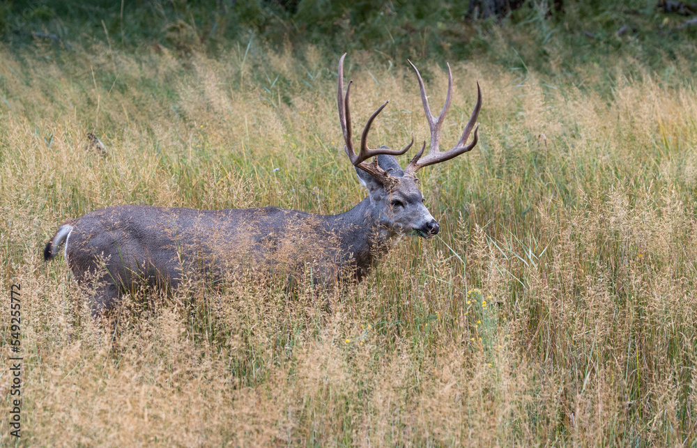 Mule deer buck grazing in a meadow in Yosemite Valley, Yosemite National Park, California USA Mule deer buck grazing in a meadow in Yosemite Valley, Yosemite National Park, California USA