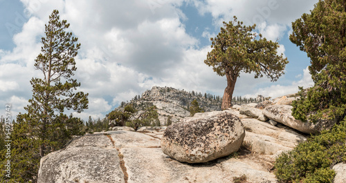 pine tree, Olmsted Point, Yosemite, California, US