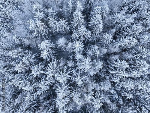 Aerial view of snowy forest in winter, Poland.