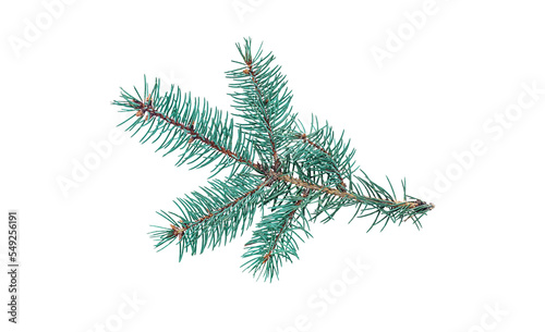 Fir branch on white background isolate. Selective focus.