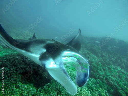 Reef manta ray  Mobula alfredi  feeding above the reef in Fiji