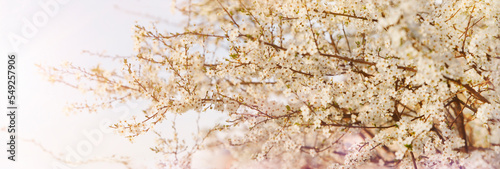 Drzewo kwitnącej wiśni, z białymi drobnymi kwiatami w ciepłym wiosennym słońcu