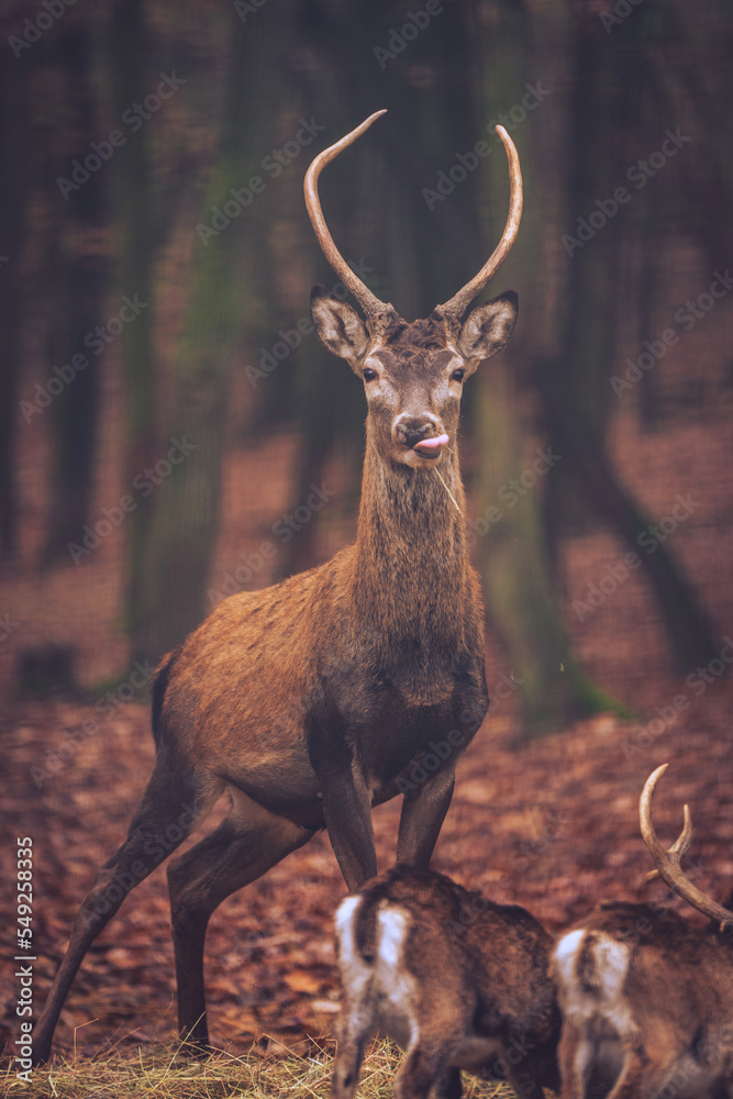 Fototapeta premium Portrait of a deer in the forest