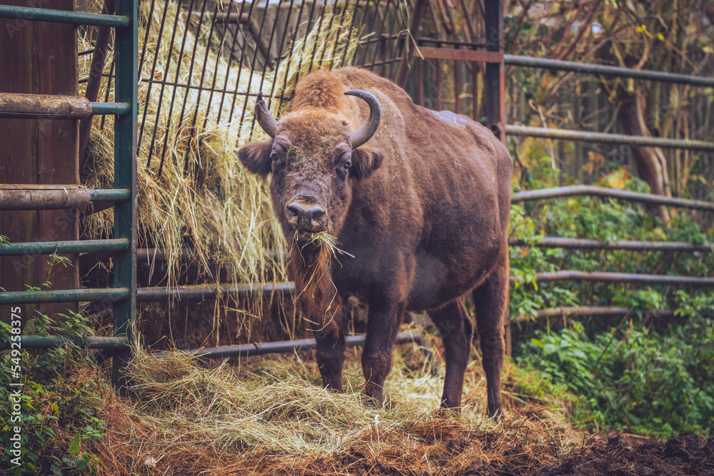 Fototapeta premium Buffalo eating in the zoo