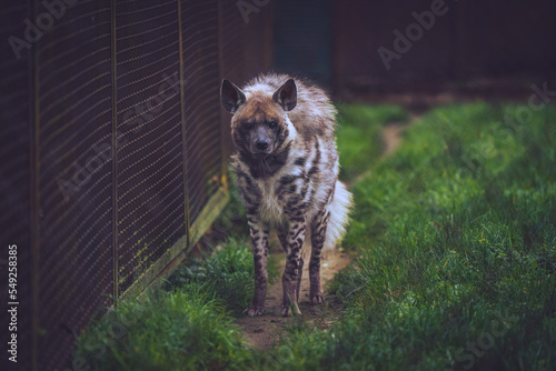 Fotografering Portrait of a hyena