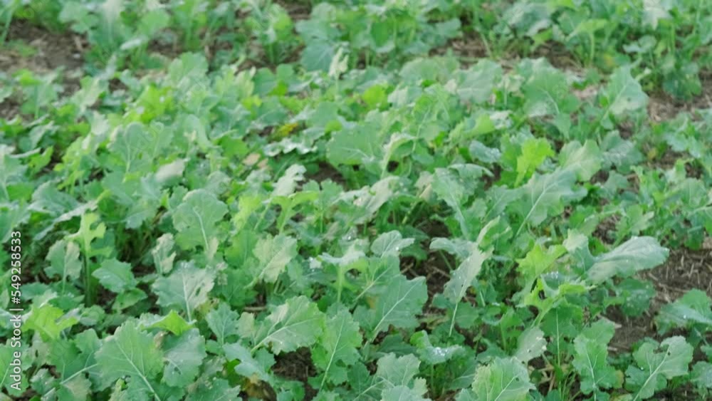 autumn field with green plants of winter rapeseed on big agriculture field , young green rapeseed field, background, texture from young plants_ work in agronomic farm and production organic food autumn field with green plants of winter rapeseed on big agriculture field , young green rapeseed field, background, texture from young plants_ work in agronomic farm and production organic food
