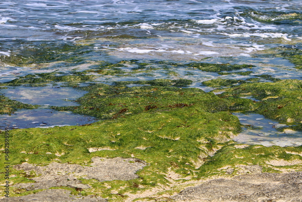 Coast of the Mediterranean Sea in northern Israel.