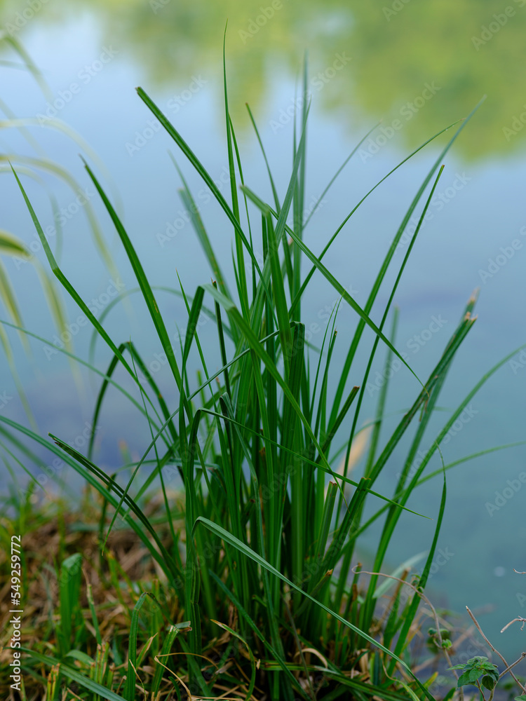 green plants by the water green plants by the water