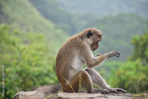 Monkey Sri Lanka © Sumudu