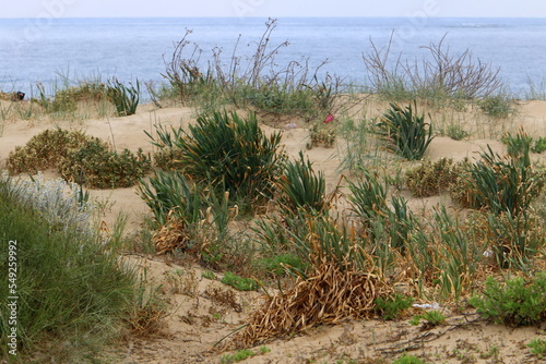 Coast of the Mediterranean Sea in northern Israel.