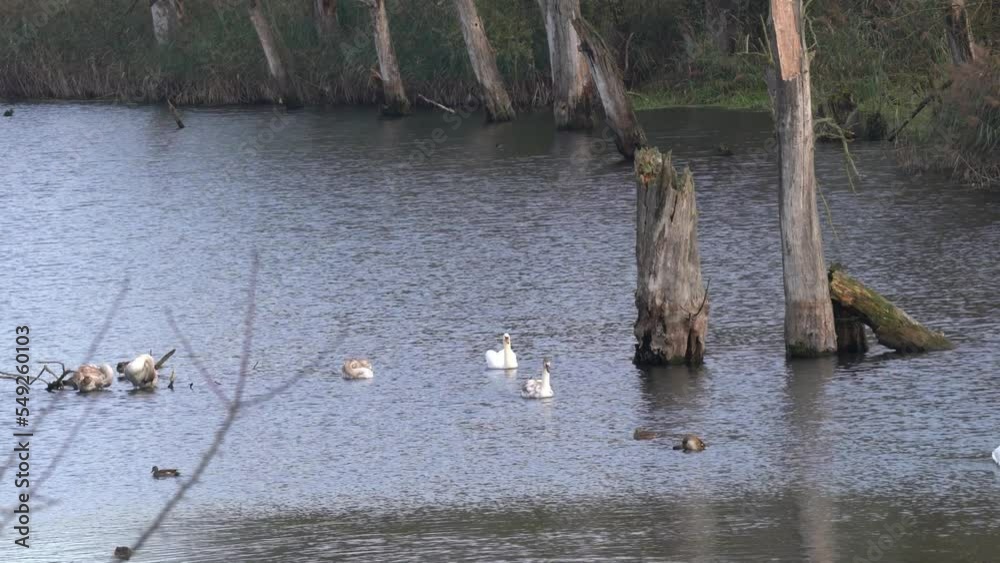 Swans with offspring in the backwater of the Danube Swans with offspring in the backwater of the Danube