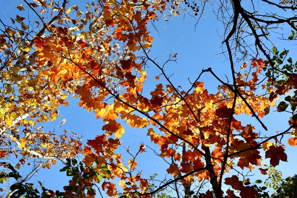 The colorful leaves on the branch in the forest.