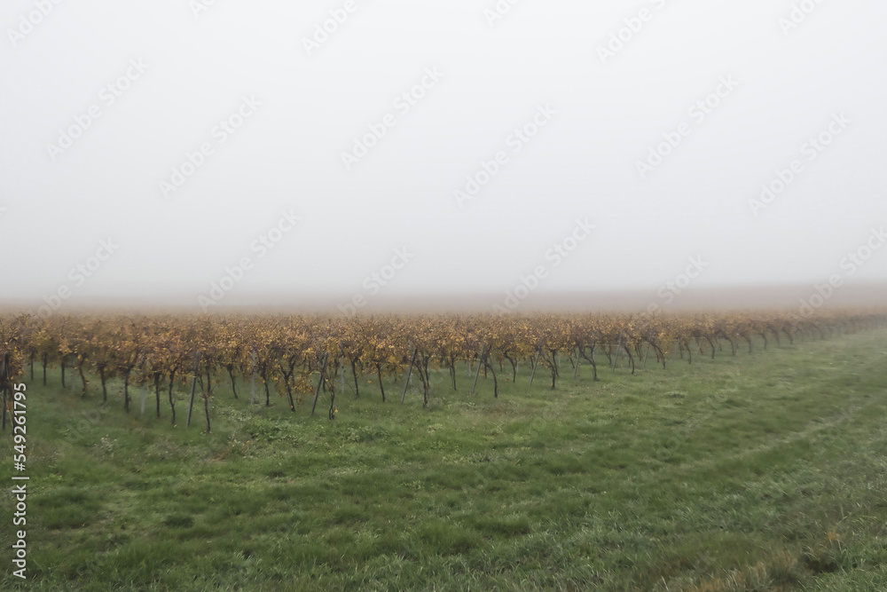 Fototapeta premium Automne charentais