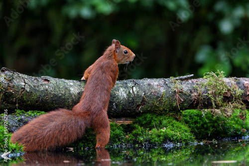 Eurasian red squirrel (Sciurus vulgaris) baby searching for food in the forest in the Netherlands. 