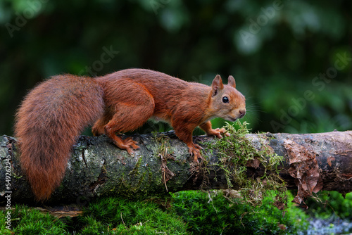 Photography Eurasian red squirrel (Sciurus vulgaris) baby searching for food in the forest in the Netherlands